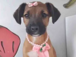 Cachorro raça SRD-ViraLata idade 2 a 6 meses nome ROSINHA