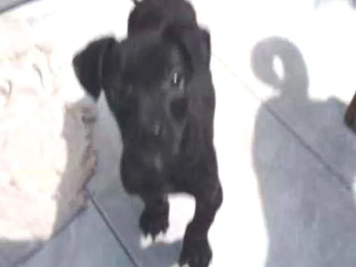 Cachorro raça SRD idade 2 a 6 meses nome Osiris