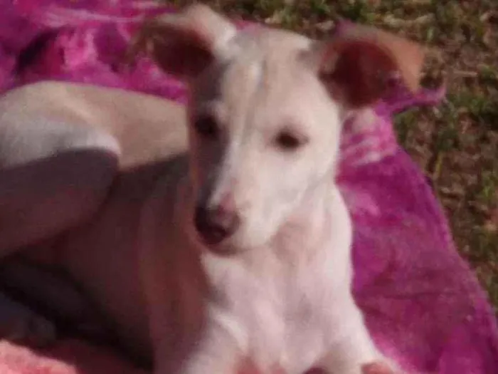 Cachorro raça SRD idade 2 a 6 meses nome Rex