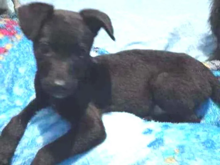 Cachorro raça SRD idade 2 a 6 meses nome Zeus