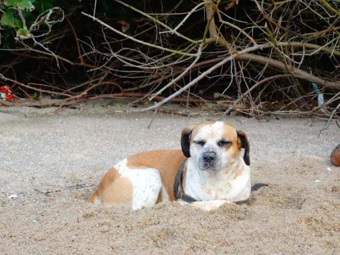 Cachorro ra a Sem raça definido idade 5 anos nome Amarela