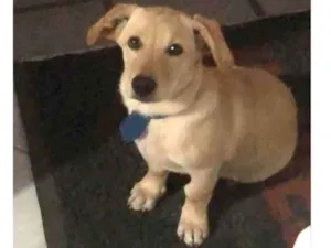 Cachorro raça Labrador misturado com salsich idade 7 a 11 meses nome Din
