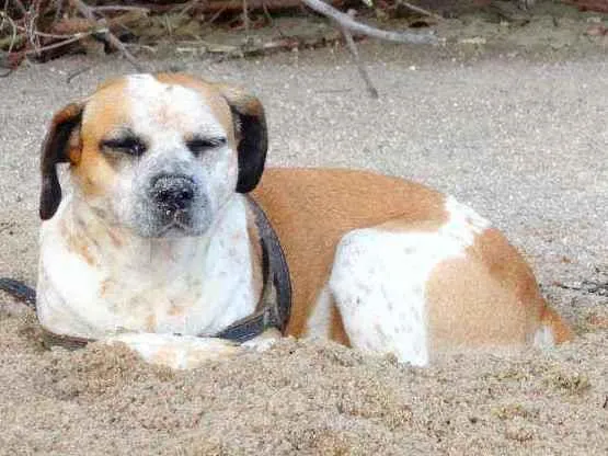 Cachorro ra a Sem raça definido idade 5 anos nome Amarela