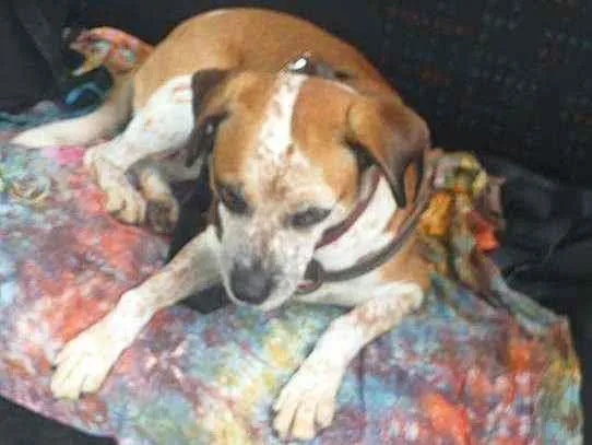 Cachorro ra a Sem raça definido idade 5 anos nome Amarela