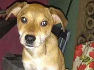 Cachorro raça SRD idade 2 a 6 meses nome Bell