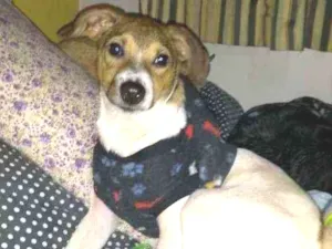 Cachorro raça SRD idade 7 a 11 meses nome Chico