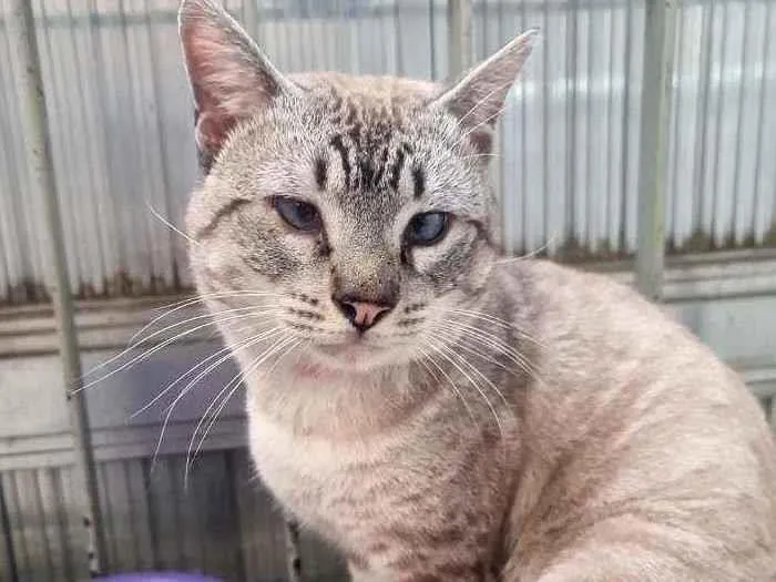 Gato ra a SRD idade 2 anos nome Rafael