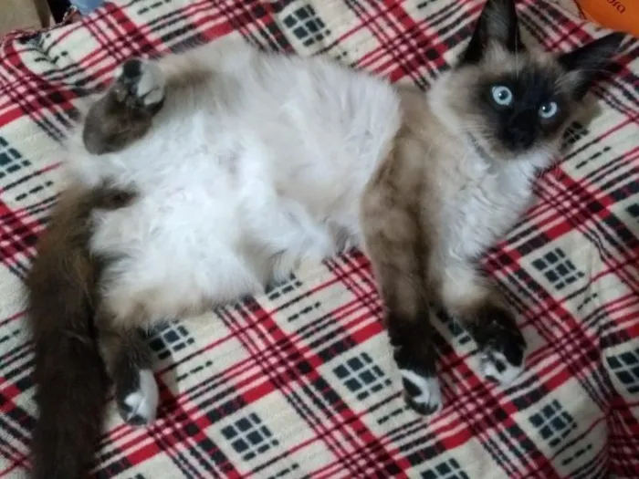 Gato raça SRD-ViraLata idade 1 ano nome Denny