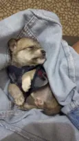 Bebês 