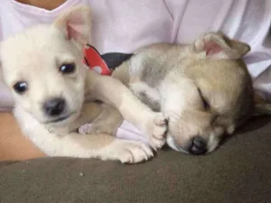 Cachorro raça Sem raça  idade 2 a 6 meses nome Bebês 