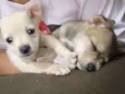 Bebês