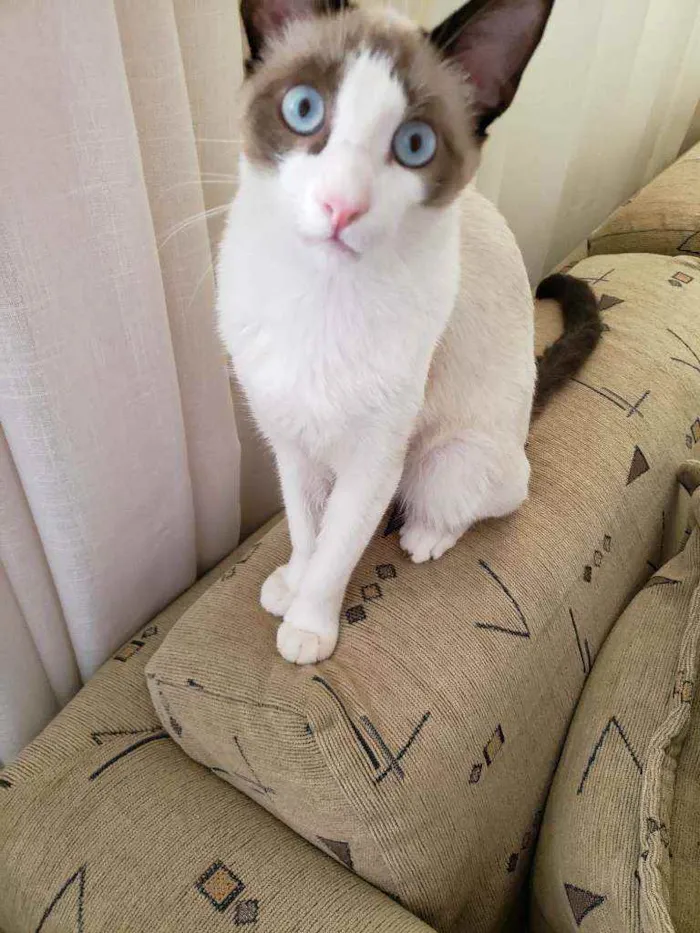 Gato ra a Sem raça  idade 7 a 11 meses nome Kami