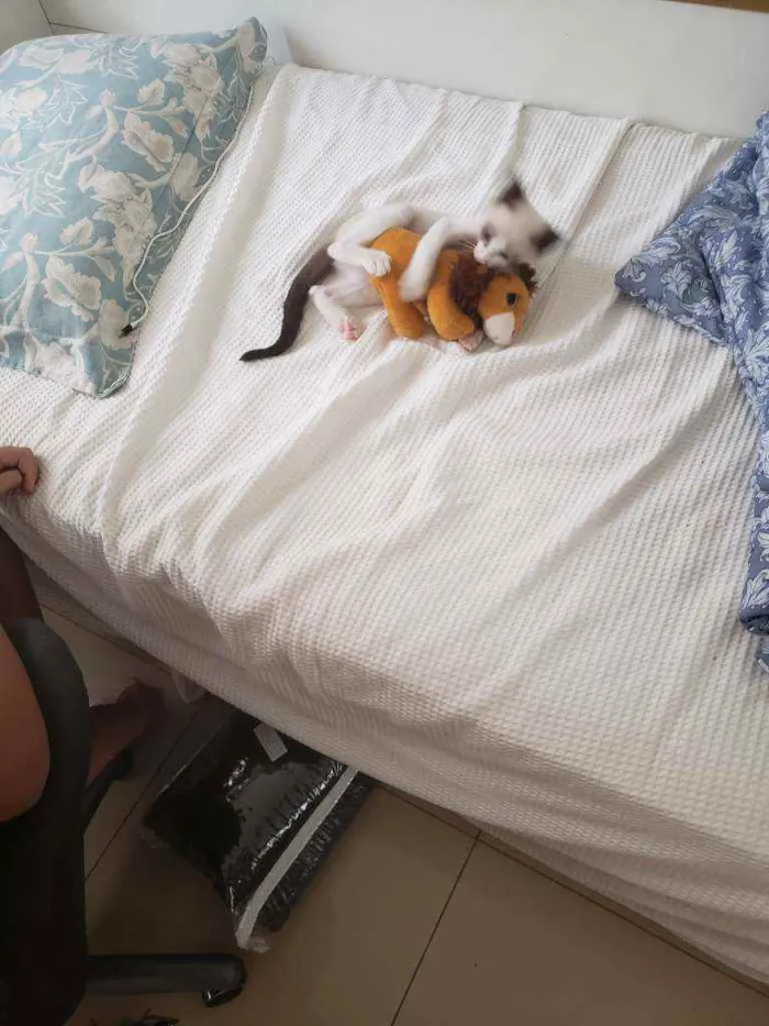 Gato ra a Sem raça  idade 7 a 11 meses nome Kami