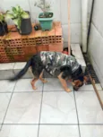 Falcão