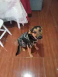Falcão
