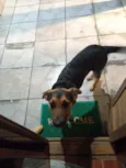 Falcão