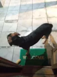 Falcão