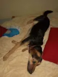 Falcão