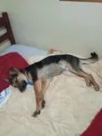 Falcão