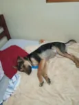Falcão