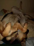 Falcão