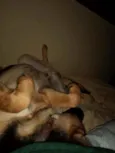 Falcão