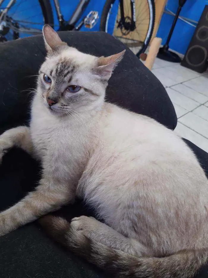 Gato raça Vira lata idade 2 a 6 meses nome Páprica 