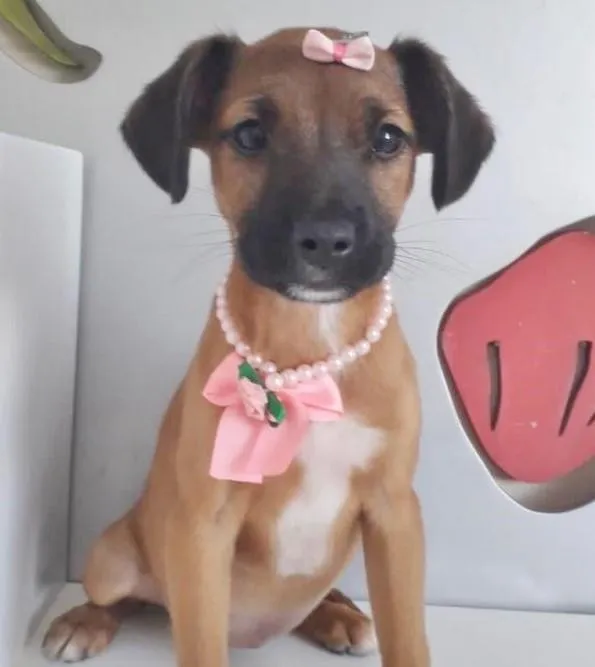 Cachorro raça SRD-ViraLata idade 2 a 6 meses nome ROSINHA