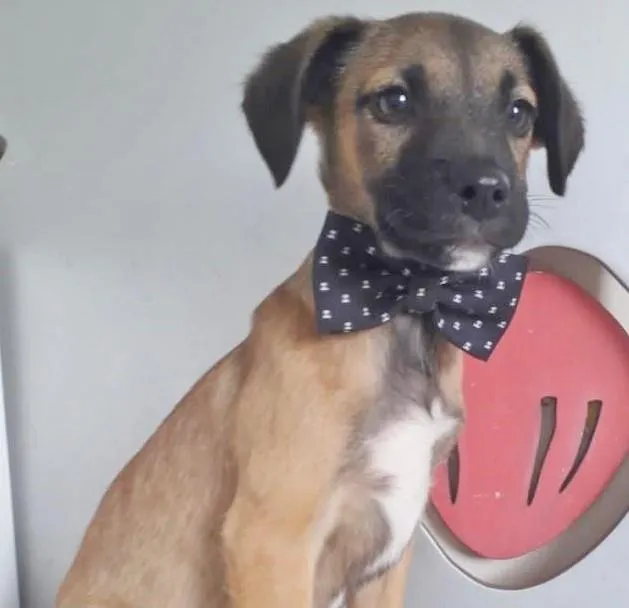 Cachorro raça SRD-ViraLata idade 2 a 6 meses nome BOB