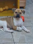 Cachorro raça SRD idade Abaixo de 2 meses nome Sem Nome