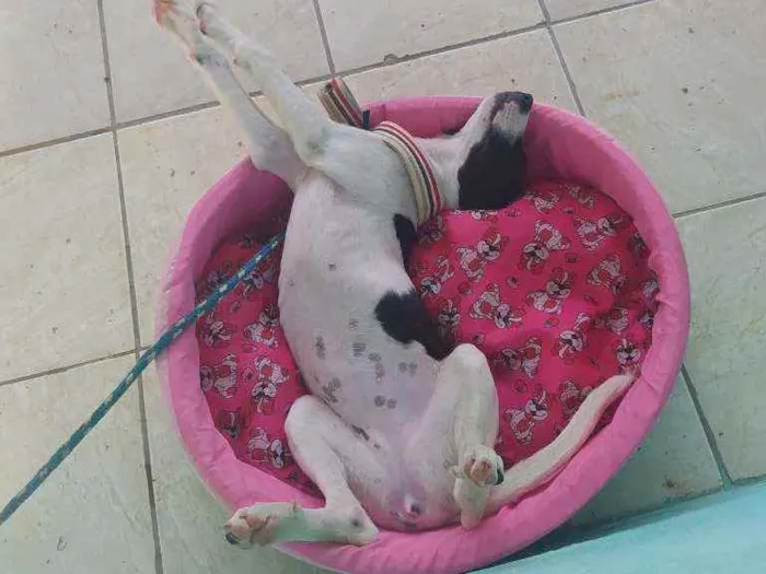 Cachorro raça Mista idade 7 a 11 meses nome Luna