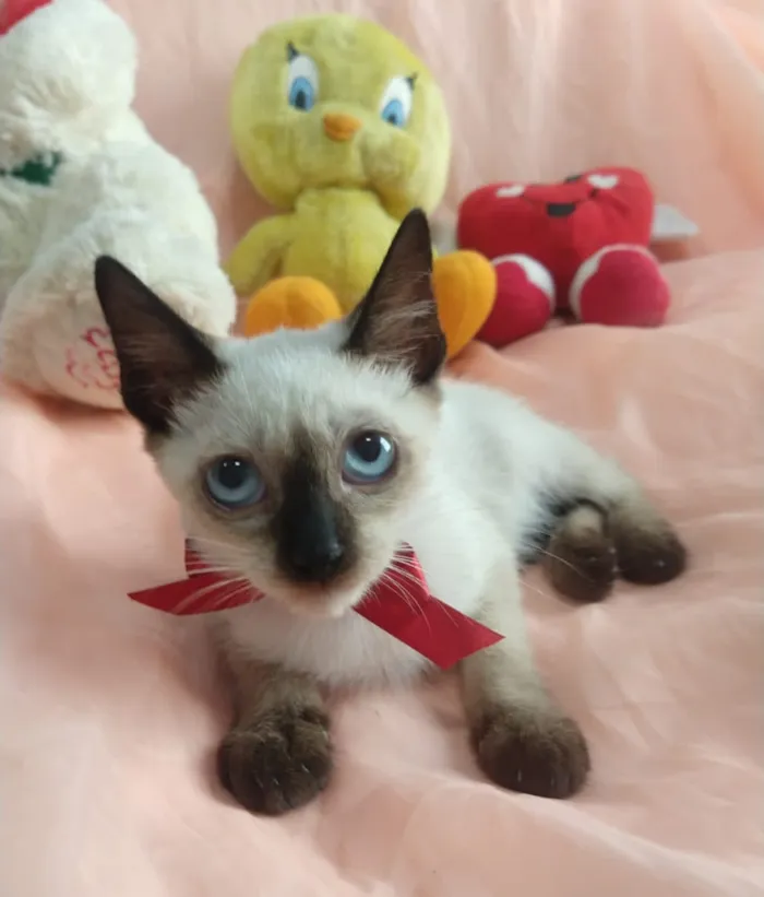 Gato ra a SEM RAÇA DEFINIDA.  idade Abaixo de 2 meses nome SILVIA LIMA