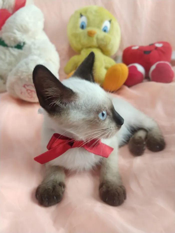 Gato ra a SEM RAÇA DEFINIDA.  idade Abaixo de 2 meses nome SILVIA LIMA