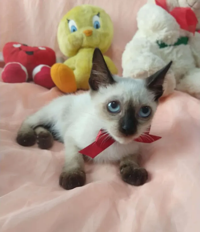 Gato ra a SEM RAÇA DEFINIDA.  idade Abaixo de 2 meses nome SILVIA LIMA