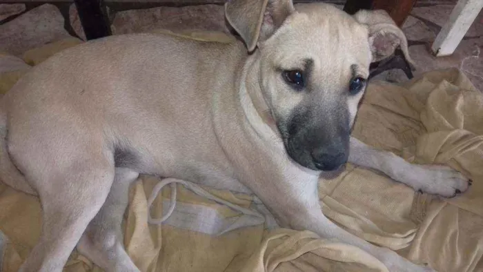 Cachorro raça SRD idade 2 a 6 meses nome Não  tem