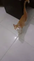 Neném