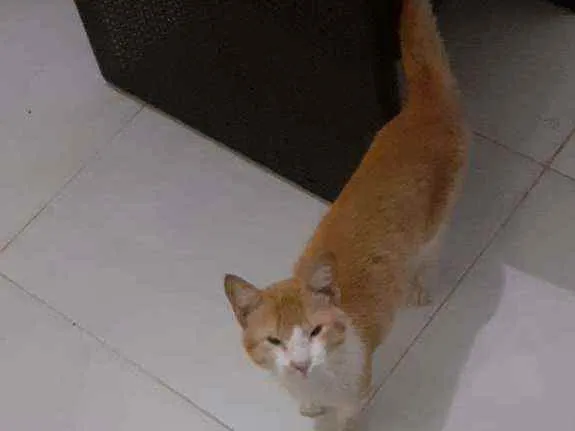 Gato raça Gato malhado idade 1 ano nome Neném