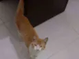 Neném