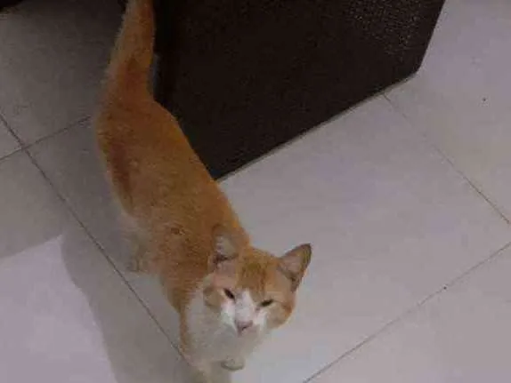 Gato raça Gato malhado idade 1 ano nome Neném