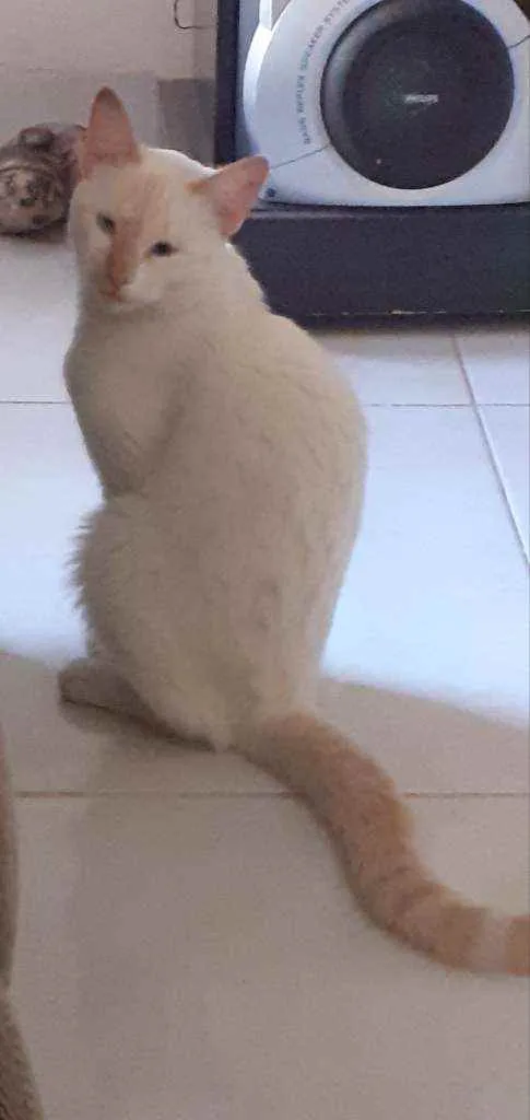 Gato raça Gato malhado idade 1 ano nome Zeus