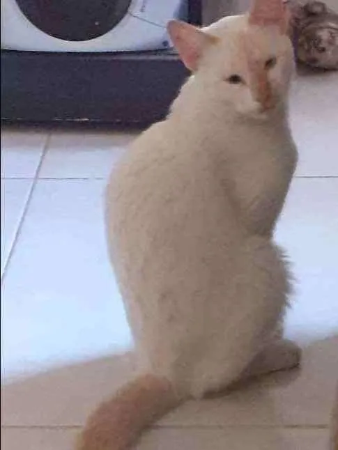 Gato raça Gato malhado idade 1 ano nome Zeus