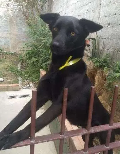 Cachorro raça SRD-ViraLata idade 1 ano nome Nina
