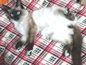 Gato raça SRD-ViraLata idade 1 ano nome Denny