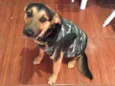 Falcão
