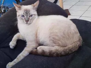 Gato raça Vira lata idade 2 a 6 meses nome Páprica 