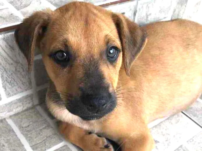 Cachorro raça SRD  idade Abaixo de 2 meses nome Sem nome