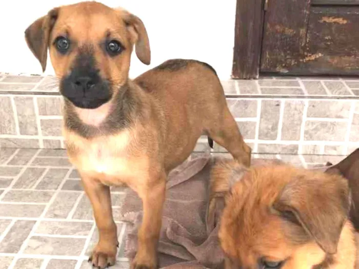 Cachorro raça SRD  idade Abaixo de 2 meses nome Sem nome