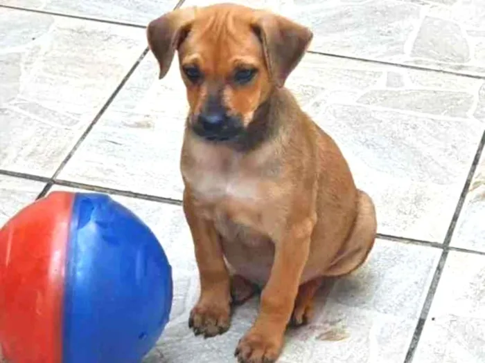 Cachorro raça SRD idade Abaixo de 2 meses nome Sem Nome