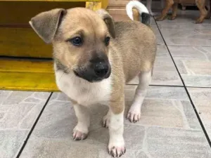 Cachorro raça SRD idade Abaixo de 2 meses nome Sem Nome