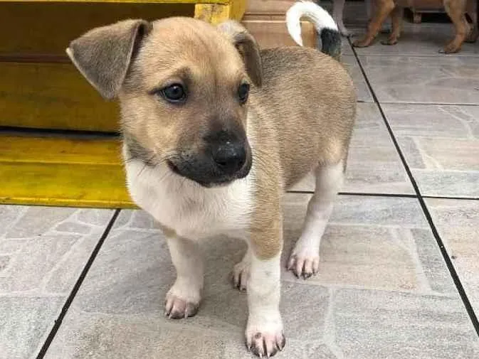 Cachorro raça SRD idade Abaixo de 2 meses nome Sem Nome